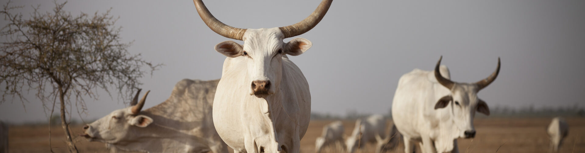 Climate Resilient Agriculture