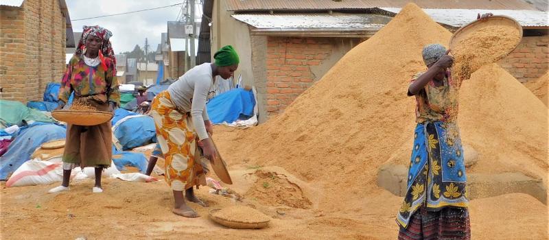 The Heat Never Bothered Me Anyway: Gender-Specific Response of Agricultural Labor to Climatic Shocks in Tanzania