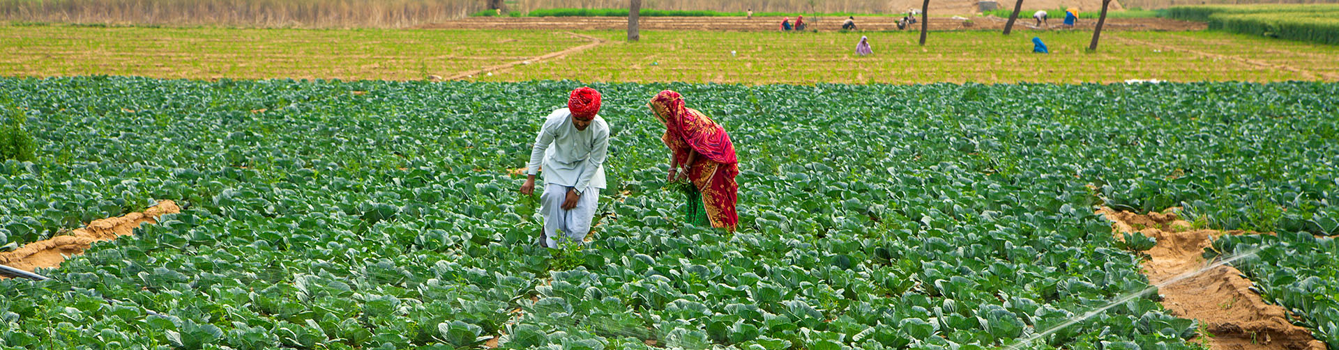 Examining the gender digital divide: A Case Study from Rural Bangladesh