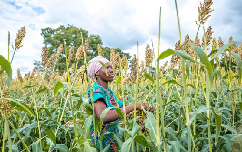 Women as shock absorbers: Gendered costs of the global fuel and fertilizer crisis